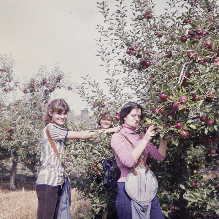 minerva_dn_1982_aspecte_din_livezi_(mere)_002