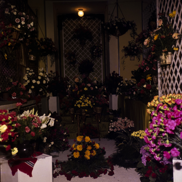 minerva_dn_1982_aspecte_din_livezi_(mere)_003