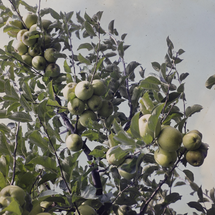 minerva_dn_1982_aspecte_din_livezi_(mere)_005