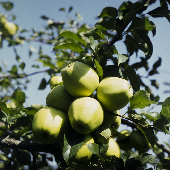 minerva_dn_1982_aspecte_din_livezi_(mere)_006