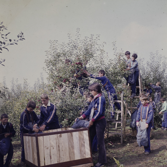 minerva_dn_1982_aspecte_din_livezi_(mere)_007