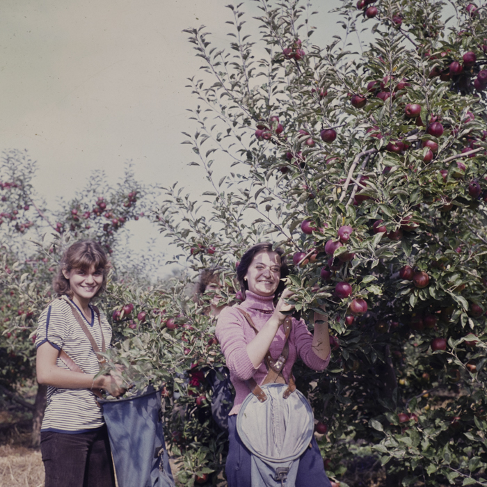 minerva_dn_1982_aspecte_din_livezi_(mere)_008