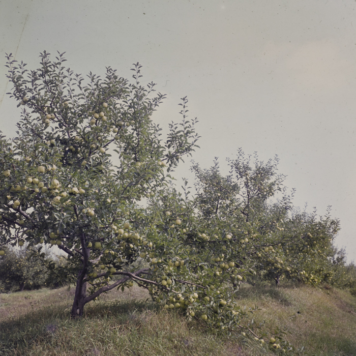 minerva_dn_1982_aspecte_din_livezi_(mere)_009