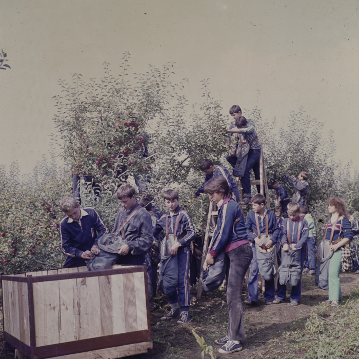 minerva_dn_1982_aspecte_din_livezi_(mere)_010