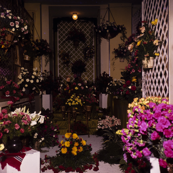 minerva_dn_1982_aspecte_din_livezi_(mere)_011