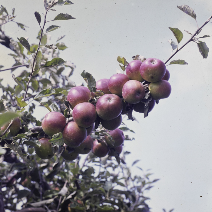 minerva_dn_1982_aspecte_din_livezi_(mere)_012