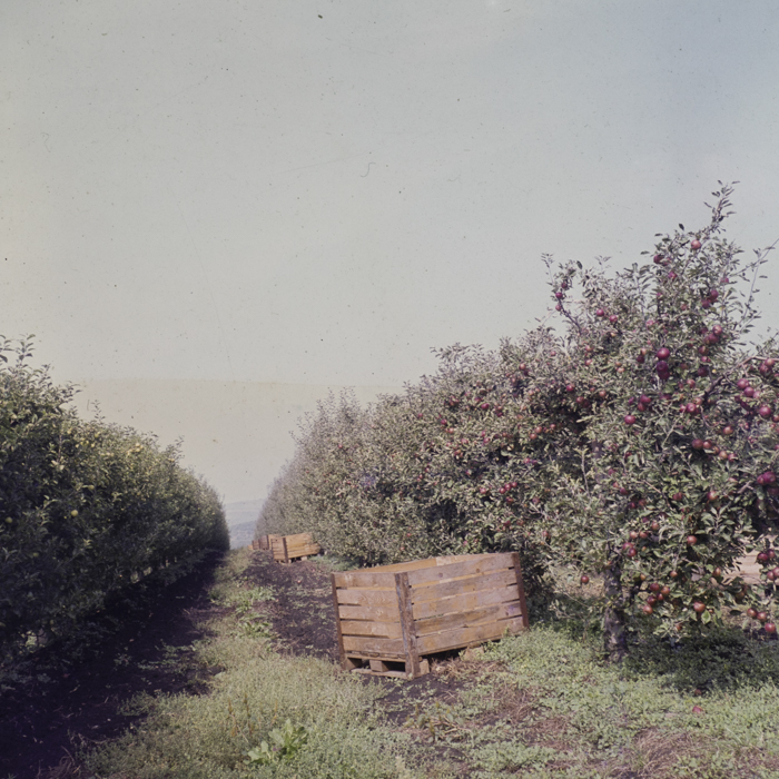 minerva_dn_1982_aspecte_din_livezi_(mere)_013