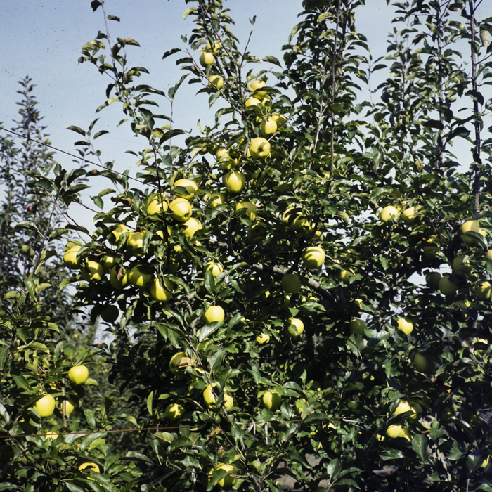 minerva_dn_1982_aspecte_din_livezi_(mere)_014