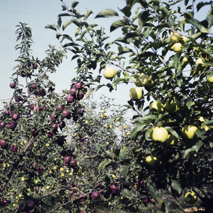 minerva_dn_1982_aspecte_din_livezi_(mere)_015