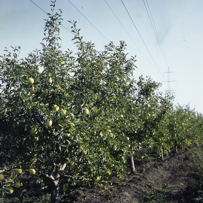 minerva_dn_1982_aspecte_din_livezi_(mere)_016