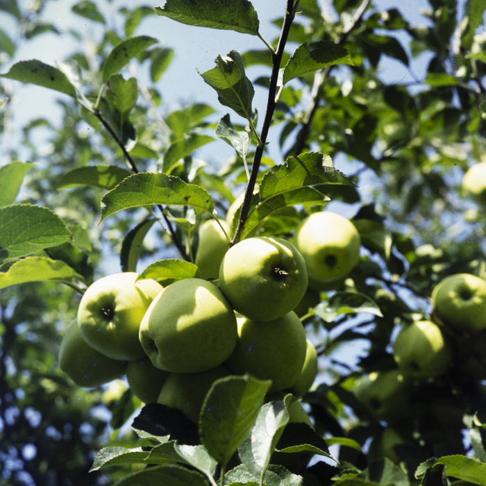 minerva_dn_1982_aspecte_din_livezi_(mere)_017