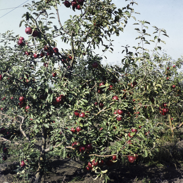 minerva_dn_1982_aspecte_din_livezi_(mere)_018