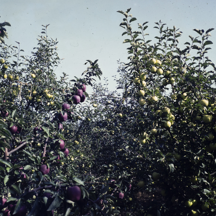 minerva_dn_1982_aspecte_din_livezi_(mere)_019