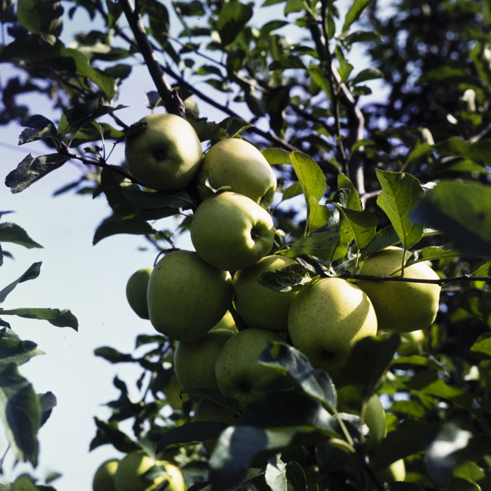 minerva_dn_1982_aspecte_din_livezi_(mere)_020