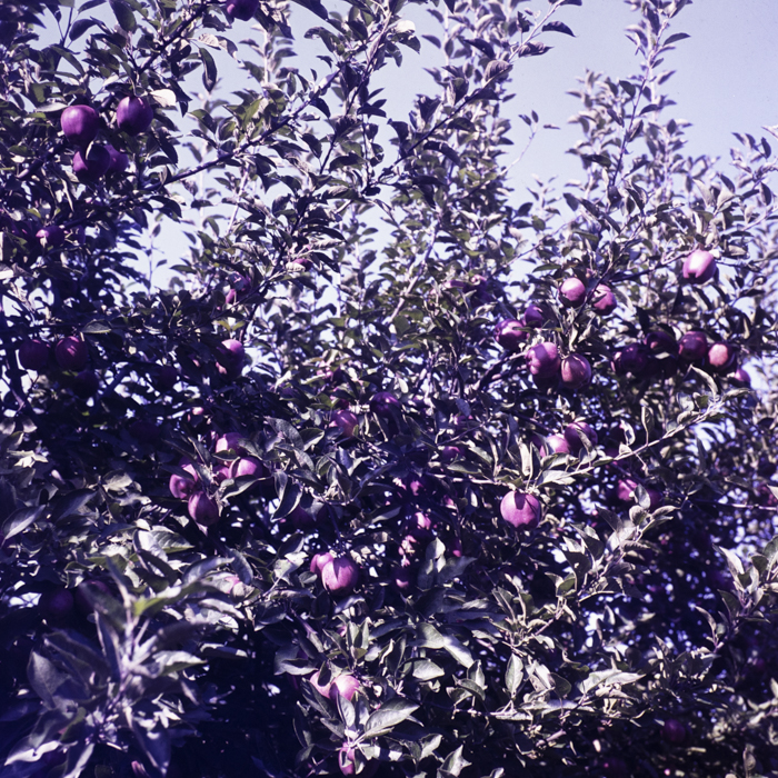 minerva_dn_1983_2632_arad_001