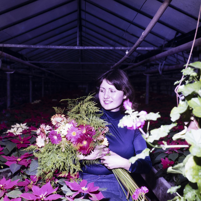 minerva_dn_1983_2636_serele_din_arad_003