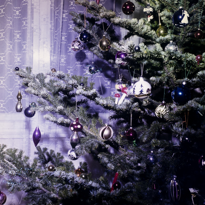 minerva_dn_1983_2637_pom_de_iarna_006