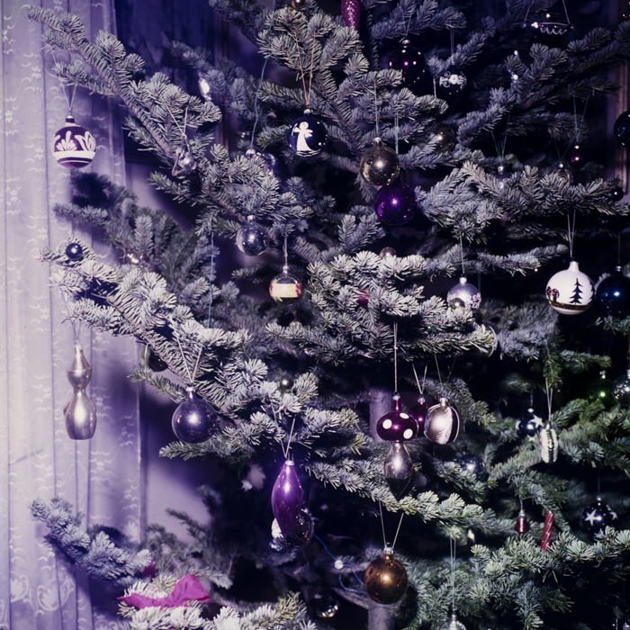 minerva_dn_1983_2637_pom_de_iarna_007