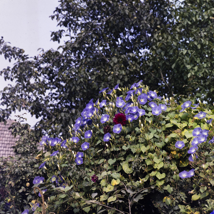 minerva_dn_1983_2678_medgidia_005