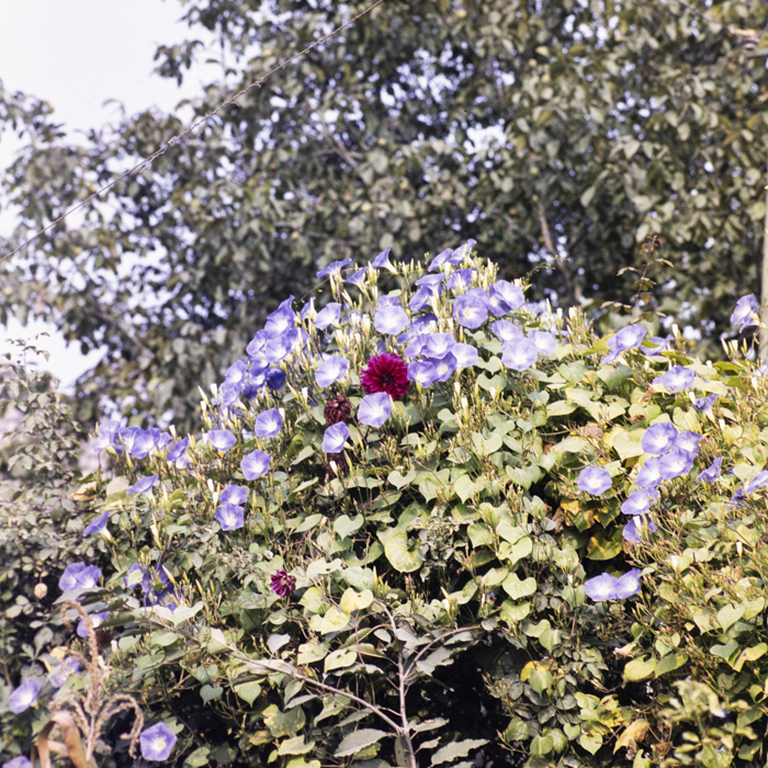 minerva_dn_1983_2678_medgidia_006