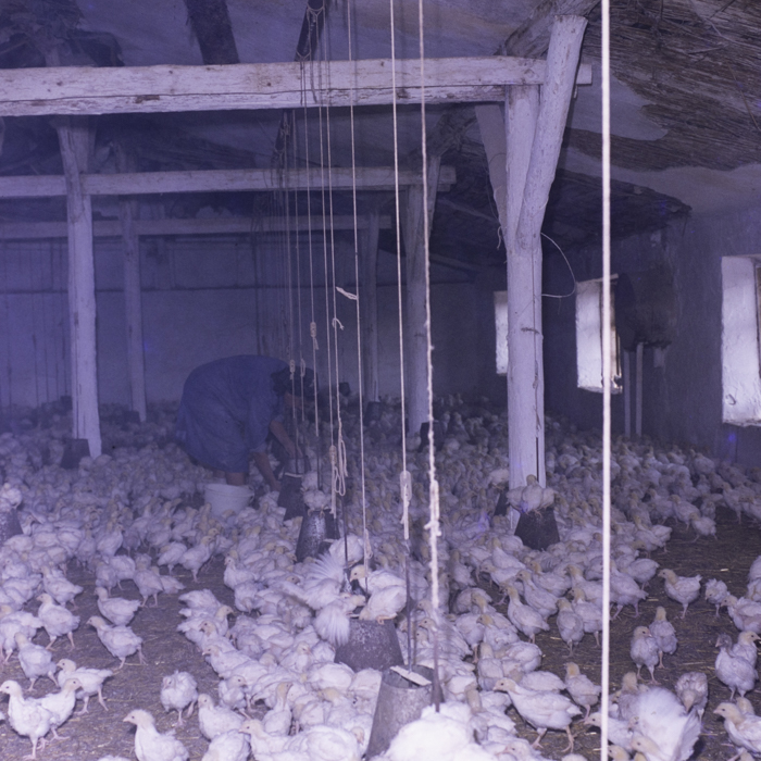 minerva_dn_1983_2687_c.a.p_biharia_001