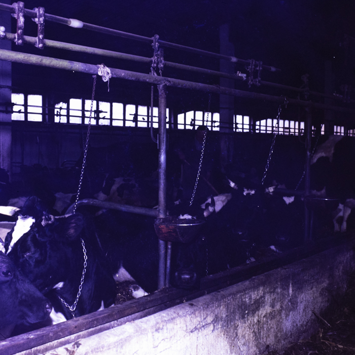 minerva_dn_1984_2671_c.a.p_salonta_001