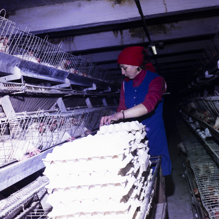 minerva_dn_1984_2671_c.a.p_salonta_002