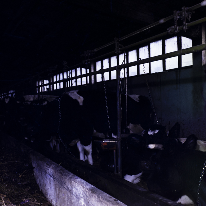 minerva_dn_1984_2671_c.a.p_salonta_003