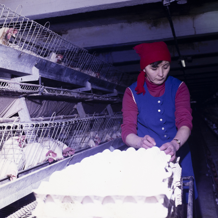 minerva_dn_1984_2671_c.a.p_salonta_008