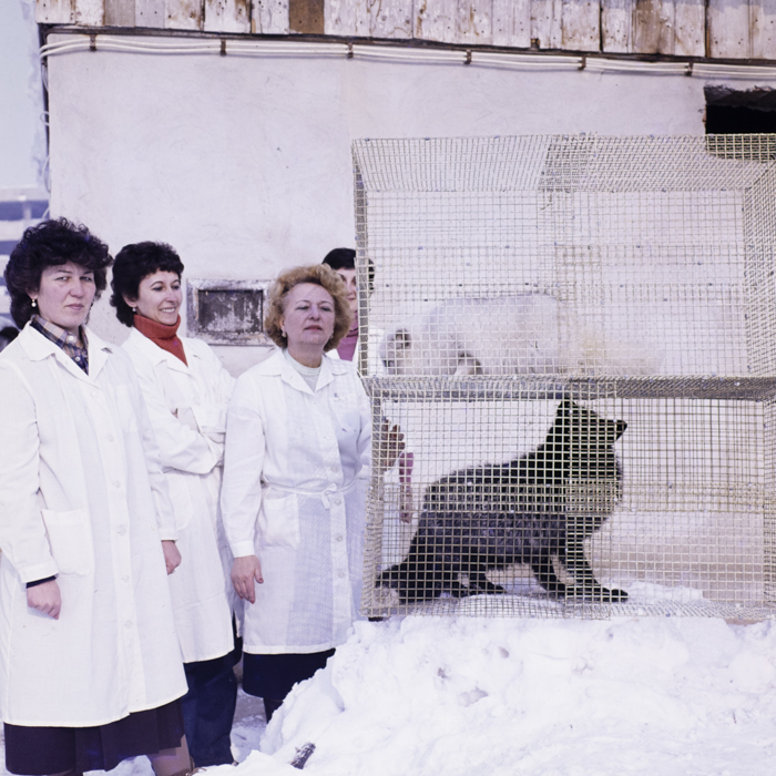 minerva_dn_1984_2675_institutul_agronomic_005