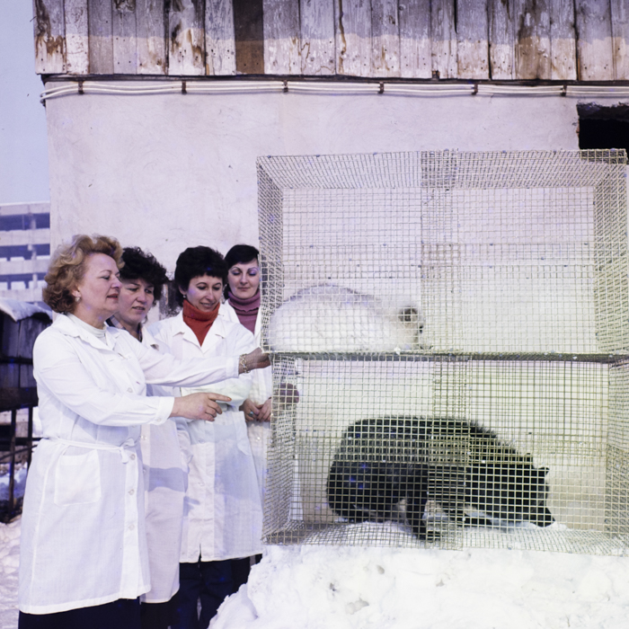minerva_dn_1984_2675_institutul_agronomic_006