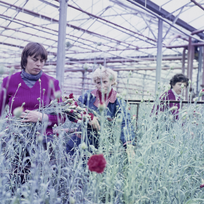 minerva_dn_1984_2683_i..a.s_ciistui_judetul_harghita_001