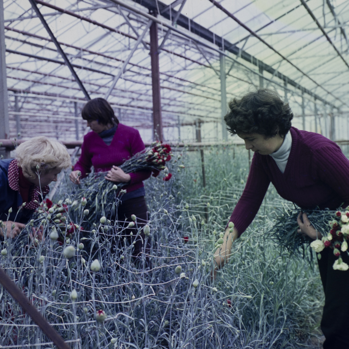 minerva_dn_1984_2683_i..a.s_ciistui_judetul_harghita_003