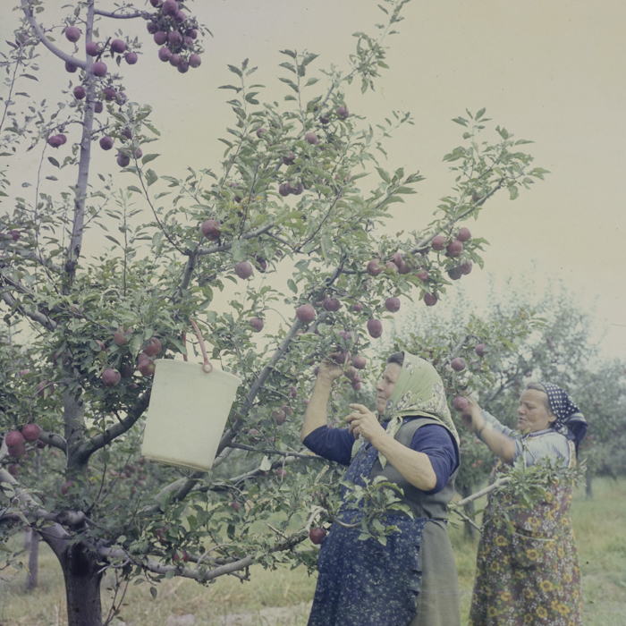 minerva_dn_1984_2742_comuna_sanislau_juedtul_satul_mare_005