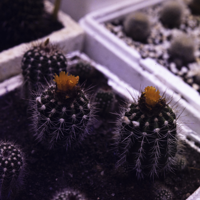 minerva_dn_1984_2751_jibou_salaj_002