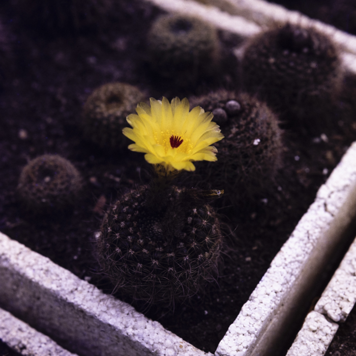 minerva_dn_1984_2751_jibou_salaj_004