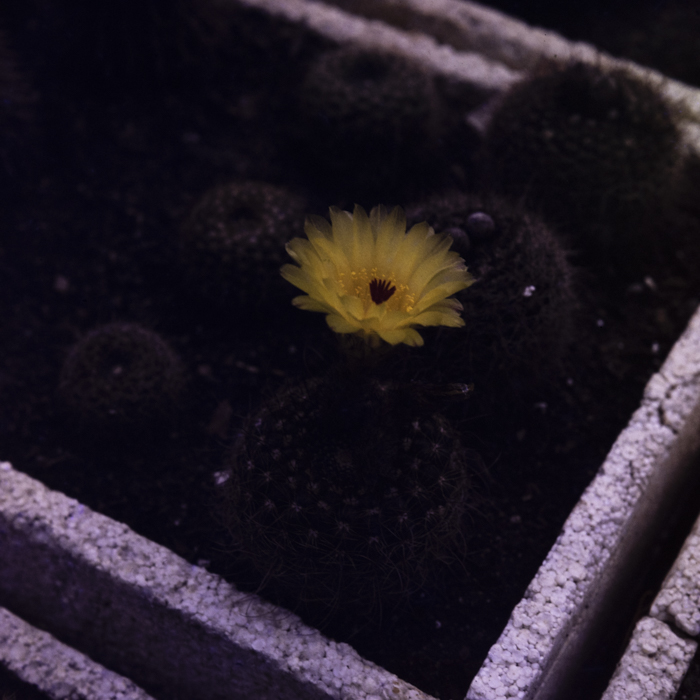 minerva_dn_1984_2751_jibou_salaj_005