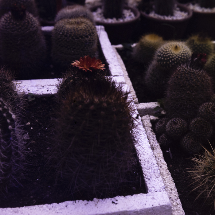 minerva_dn_1984_2751_jibou_salaj_006