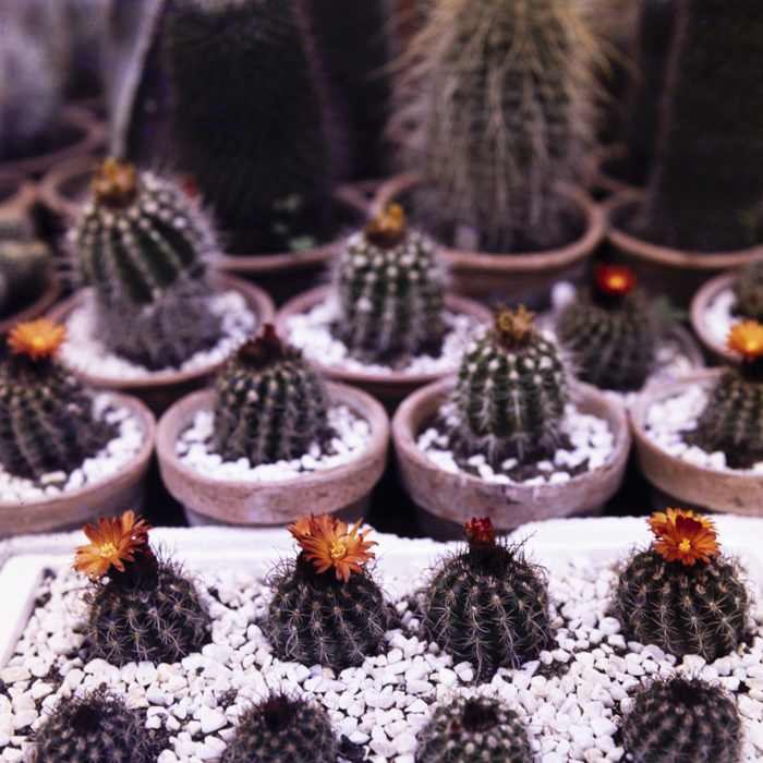 minerva_dn_1984_2751_jibou_salaj_007