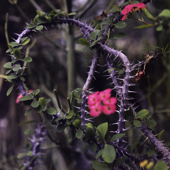 minerva_dn_1984_2751_jibou_salaj_009