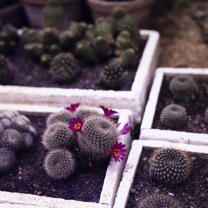 minerva_dn_1984_2751_jibou_salaj_010