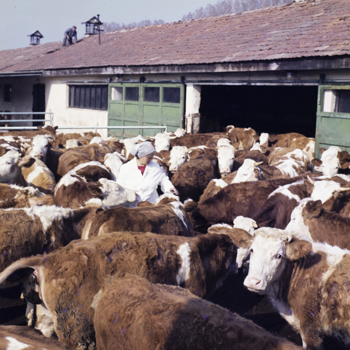 minerva_dn_1985_2771_i.a.s_prejmer_002