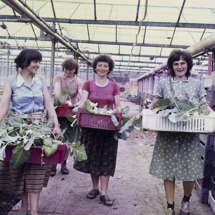 minerva_dn_1985_2775_c.a.p_santoma_judetul_arad_001