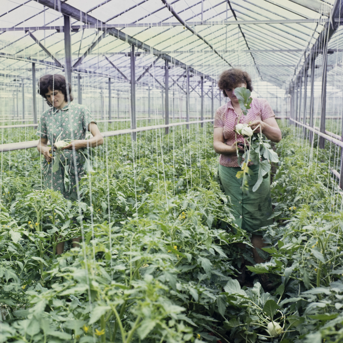 minerva_dn_1985_2775_c.a.p_santoma_judetul_arad_002