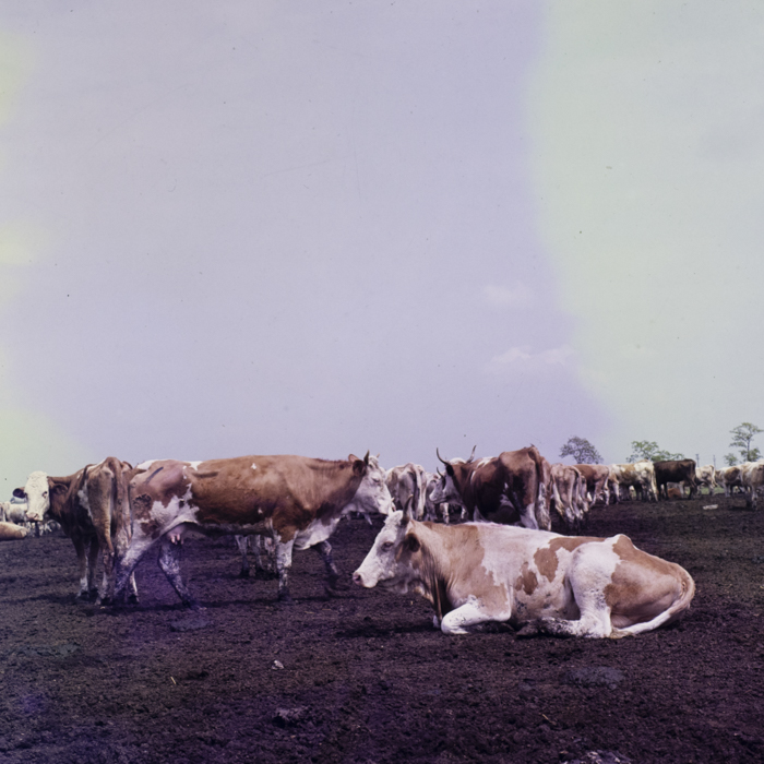 minerva_dn_1985_2775_c.a.p_santoma_judetul_arad_003