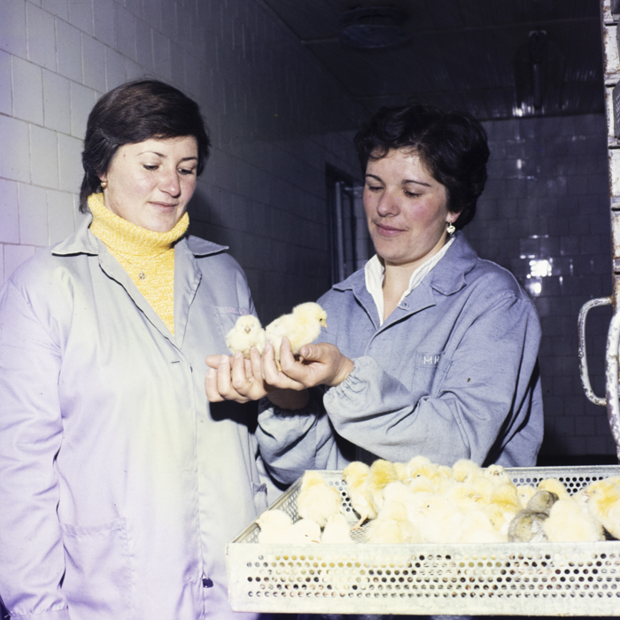 minerva_dn_1985_2793_bistrita_001