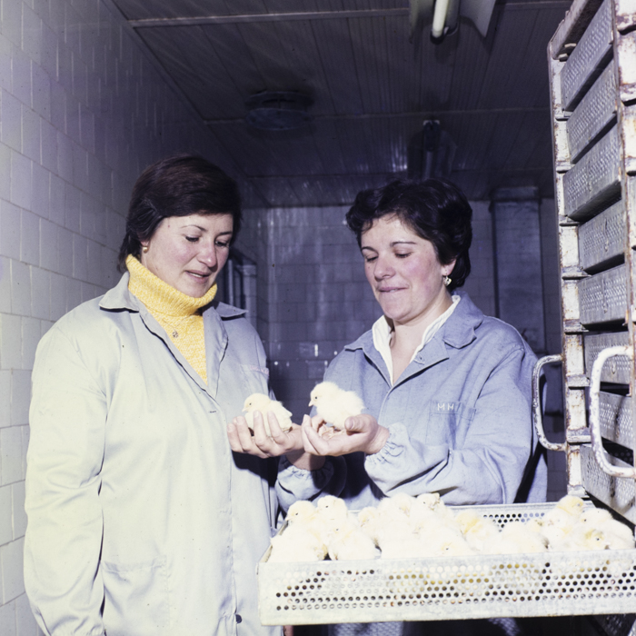 minerva_dn_1985_2793_bistrita_002