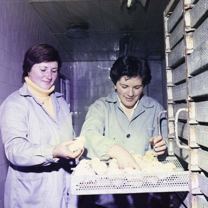 minerva_dn_1985_2793_bistrita_003