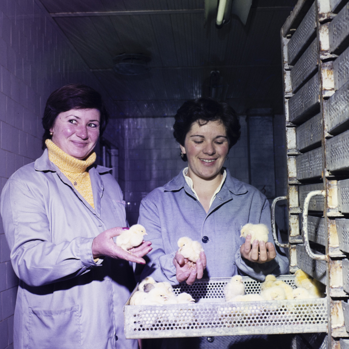 minerva_dn_1985_2793_bistrita_004