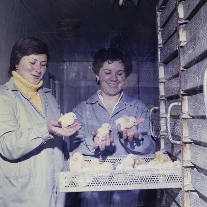 minerva_dn_1985_2793_bistrita_005